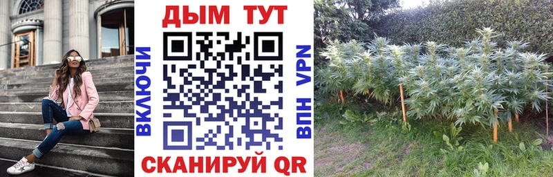 Купить закладки  Богородицк  Конопля VHQ 